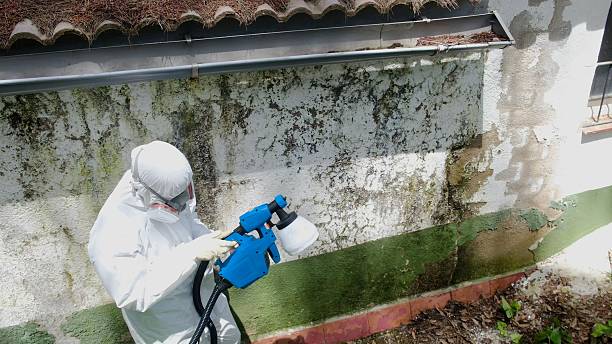 Mold Remediation service in Winburne, Winburne, PA